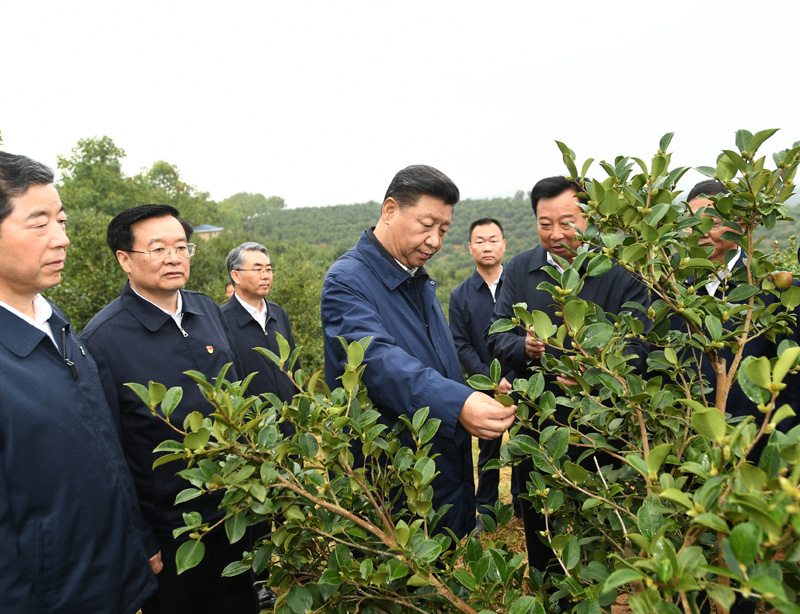 　　9月16日至18日，中共中央總書記、國(guó)家主席、中央軍委主席習(xí)近平在河南考察。這是17日上午，習(xí)近平來(lái)到信陽(yáng)市光山縣槐店鄉(xiāng)司馬光油茶園，實(shí)地察看油茶樹(shù)種植和掛果情況。新華社記者 謝環(huán)馳 攝